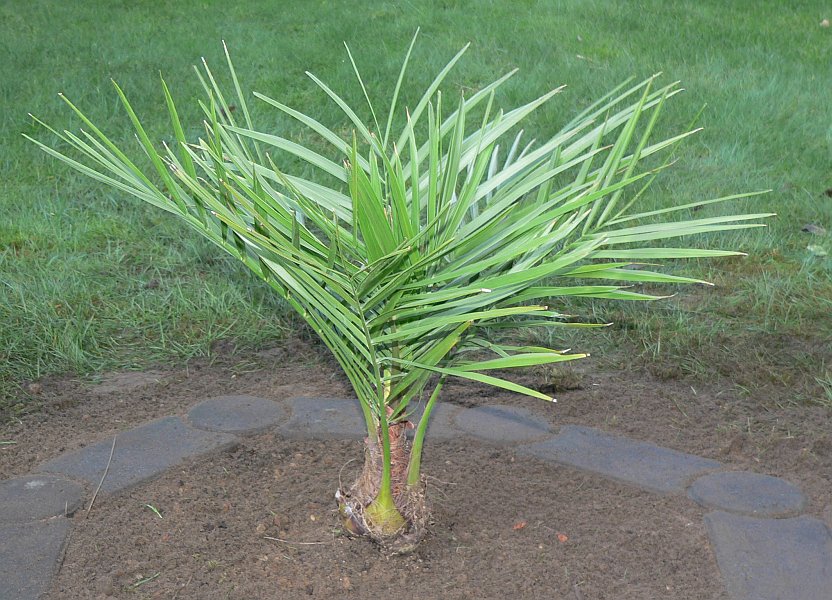 Jubaea chilensis im März 2009 nach Auspflanzung