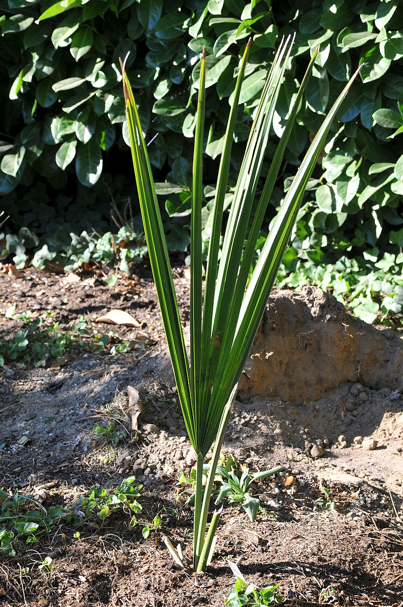 Sabal minor (2016 ausgepflanzt) im Oktober 2018