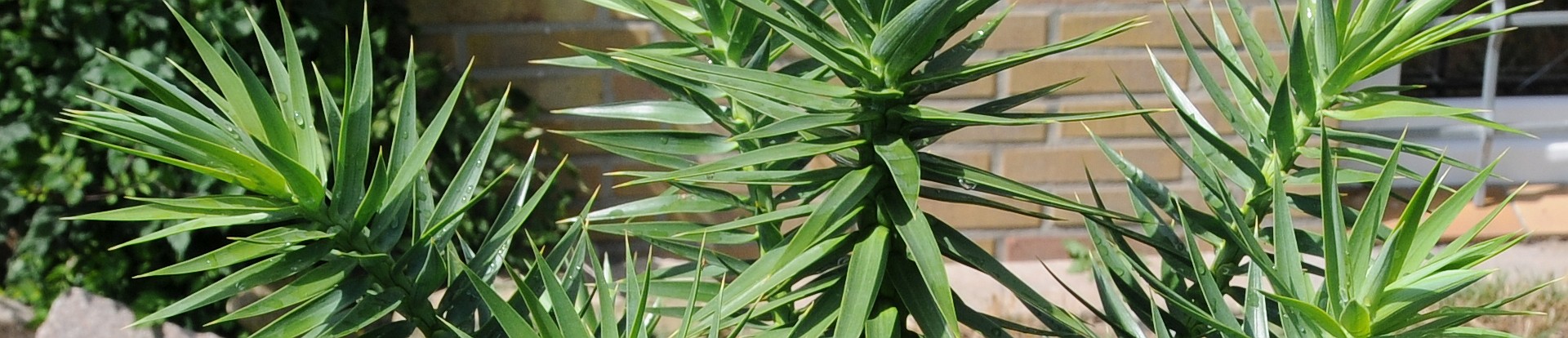 Araucaria araucana x Araucaria angustifolia - Andenpalme / Affenbaum