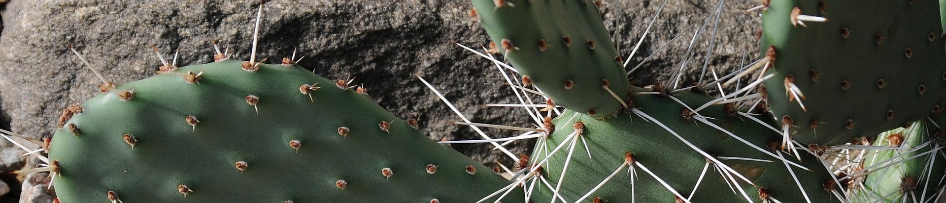 Opuntia phaecanta - Feigenkaktus