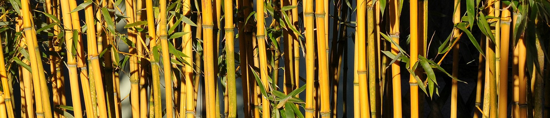 Phyllostachus aureosulcata aureocaulis - Goldener Peking Bambus